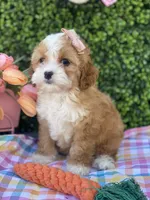 🐰🌷Bunny (Tiny) 🌷🐰, a female Cavapoo and Cockapoo for sale in Scottsdale, AZ – Photo 1 of 10