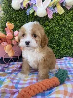 🐰🌷Bunny (Tiny) 🌷🐰, a female Cavapoo and Cockapoo for sale in Scottsdale, AZ – Photo 5 of 10