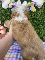 🐰🌷Bunny (Tiny) 🌷🐰, a female Cavapoo and Cockapoo for sale in Scottsdale, AZ – Photo 9 of 10