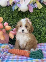 🐰🌷Bunny (Tiny) 🌷🐰, a female Cavapoo and Cockapoo for sale in Scottsdale, AZ – Photo 3 of 10