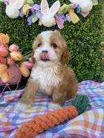 🐰🌷Bunny (Tiny) 🌷🐰, a female Cavapoo and Cockapoo for sale in Scottsdale, AZ – Photo 7 of 10