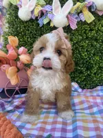🐰🌷Bunny (Tiny) 🌷🐰, a female Cavapoo and Cockapoo for sale in Scottsdale, AZ – Photo 6 of 10
