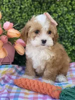 🐰🌷Bunny (Tiny) 🌷🐰, a female Cavapoo and Cockapoo for sale in Scottsdale, AZ – Photo 4 of 10