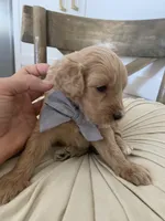 River, a male Miniature Goldendoodle for sale in Scottsdale, AZ – 3 of 5