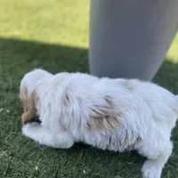 Boone, a male Cockapoo and Cavalier King Charles Spaniel for sale in Scottsdale, AZ – Photo 3 of 6