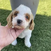 Boone, a male Cockapoo and Cavalier King Charles Spaniel for sale in Scottsdale, AZ – Photo 6 of 6