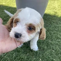 Boone, a male Cockapoo and Cavalier King Charles Spaniel for sale in Scottsdale, AZ – Photo 4 of 6