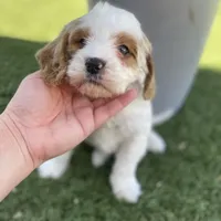 Boone, a male Cockapoo and Cavalier King Charles Spaniel for sale in Scottsdale, AZ – Photo 2 of 6