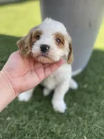 processed/593bd86f-8e6b-40fb-86bd-03336e37df9e/listing/6772afba-d5f2-4066-bd7b-546203a58a69/7c261f14-c2c8-4ed5-b7c4-1f2ee09ddfef