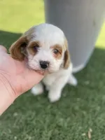 processed/593bd86f-8e6b-40fb-86bd-03336e37df9e/listing/6772afba-d5f2-4066-bd7b-546203a58a69/8ac9a784-b485-4c48-bc6c-b6107d9a5f92