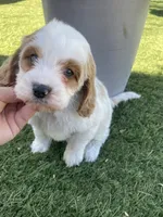 processed/593bd86f-8e6b-40fb-86bd-03336e37df9e/listing/6772afba-d5f2-4066-bd7b-546203a58a69/b917032c-a0d8-4830-a7e8-e17302c53dcf