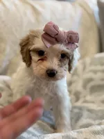 Josie, a female Cavapoo and Cockapoo for sale in Scottsdale, AZ – 3 of 4