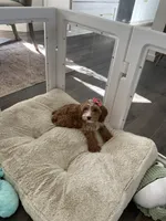 Rosie, a female Cavapoo and Cockapoo for sale in Scottsdale, AZ – 7 of 7