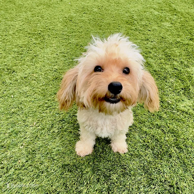 Cooper – Maltipoo puppy for sale in Scottsdale, AZ