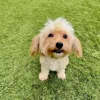 Cooper, a male Maltipoo for sale in Scottsdale, AZ – 1 of 6