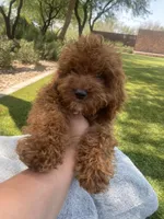 Ruby, a male Cavapoo for sale in Scottsdale, AZ – 5 of 6