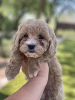 Sadie, a female Cockapoo for sale in Scottsdale, AZ – 3 of 5