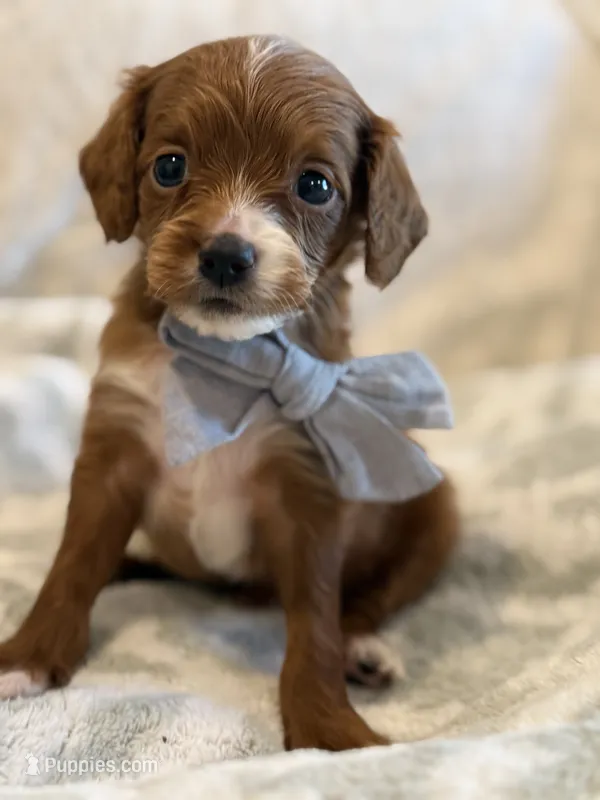 Ben – Cavapoo, Cavalier King Charles Spaniel puppy for sale in Scottsdale, AZ
