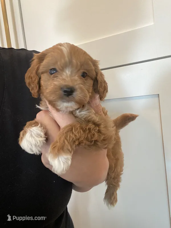 Maple – Maltipoo, Maltese puppy for sale in Scottsdale, AZ