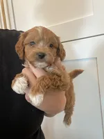 Maple, a female Maltipoo and Maltese for sale in Scottsdale, AZ – 1 of 3