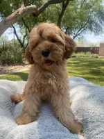 Teddy, a male Cavapoo for sale in Scottsdale, AZ – 4 of 8