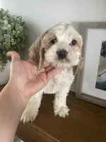 Jackson, a male Cockapoo and Cocker Spaniel for sale in Scottsdale, AZ – Photo 6 of 6