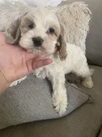 Jackson, a male Cockapoo and Cocker Spaniel for sale in Scottsdale, AZ – Photo 5 of 6