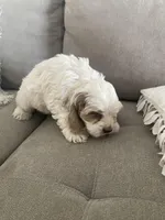 Jackson, a male Cockapoo and Cocker Spaniel for sale in Scottsdale, AZ – Photo 2 of 6