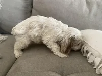 Jackson, a male Cockapoo and Cocker Spaniel for sale in Scottsdale, AZ – Photo 4 of 6