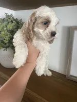 Jackson, a male Cockapoo and Cocker Spaniel for sale in Scottsdale, AZ – Photo 3 of 6