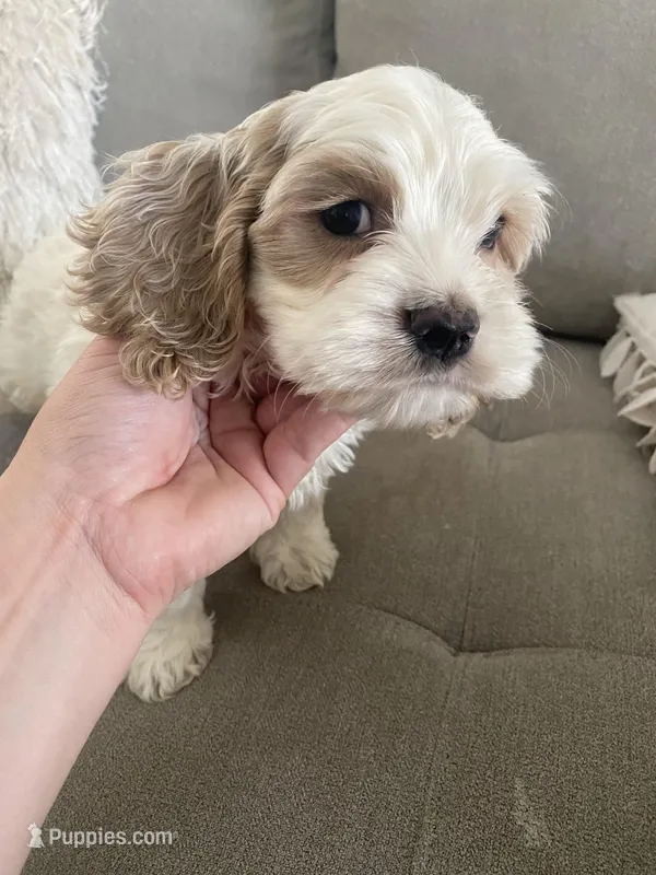 Jackson, a male Cockapoo and Cocker Spaniel for sale in Scottsdale, AZ – Photo 1 of 6