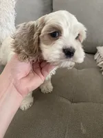 Jackson, a male Cockapoo and Cocker Spaniel for sale in Scottsdale, AZ – Photo 1 of 6