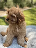 Teddy, a male Cavapoo for sale in Scottsdale, AZ – 2 of 8