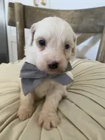 Frosty, a male Miniature Goldendoodle for sale in Scottsdale, AZ – 3 of 4