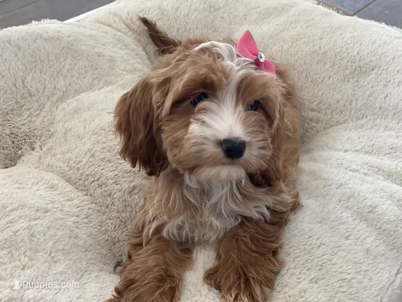 Rosie – Cavapoo, Cockapoo puppy for sale in Scottsdale, AZ