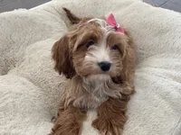 Rosie, a female Cavapoo and Cockapoo for sale in Scottsdale, AZ – 1 of 7