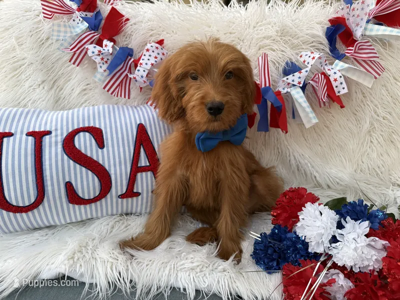 Brody  – Goldendoodle puppy for sale in Scottsdale, AZ