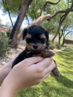 Morkie boy (will be tiny ) , a male Morkie for sale in Scottsdale, AZ – 4 of 4