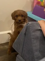 Conner, a male Cavapoo and Cavalier King Charles Spaniel for sale in Scottsdale, AZ – Photo 2 of 5