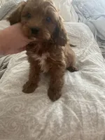 Conner, a male Cavapoo and Cavalier King Charles Spaniel for sale in Scottsdale, AZ – Photo 4 of 5