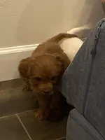 Conner, a male Cavapoo and Cavalier King Charles Spaniel for sale in Scottsdale, AZ – Photo 3 of 5