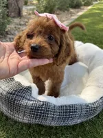 Kenzie , a female Miniature Goldendoodle for sale in Scottsdale, AZ – 4 of 6