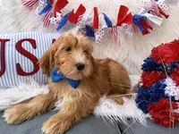 Bentley , a male Goldendoodle for sale in Scottsdale, AZ – 2 of 6