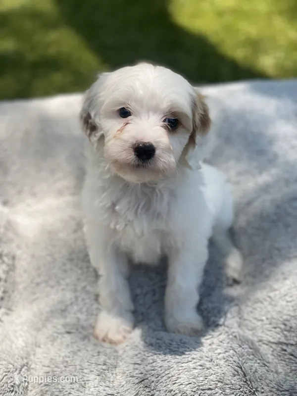 Jet  – Cockapoo puppy for sale in Scottsdale, AZ
