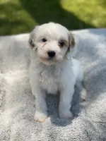 Jet , a male Cockapoo for sale in Scottsdale, AZ – 1 of 7