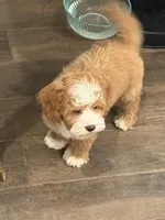 Moose , a male Cavapoo and Miniature Goldendoodle for sale in Scottsdale, AZ – Photo 2 of 5