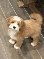 Moose , a male Cavapoo and Miniature Goldendoodle for sale in Scottsdale, AZ – Photo 1 of 5