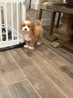 Moose , a male Cavapoo and Miniature Goldendoodle for sale in Scottsdale, AZ – Photo 4 of 5