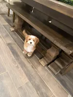 Moose , a male Cavapoo and Miniature Goldendoodle for sale in Scottsdale, AZ – Photo 5 of 5