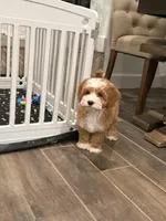 Moose , a male Cavapoo and Miniature Goldendoodle for sale in Scottsdale, AZ – Photo 3 of 5